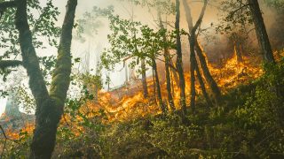 Ilustrasi kawasan hutan dan risiko kebakaran untuk artikel penegakan hukum karhutla