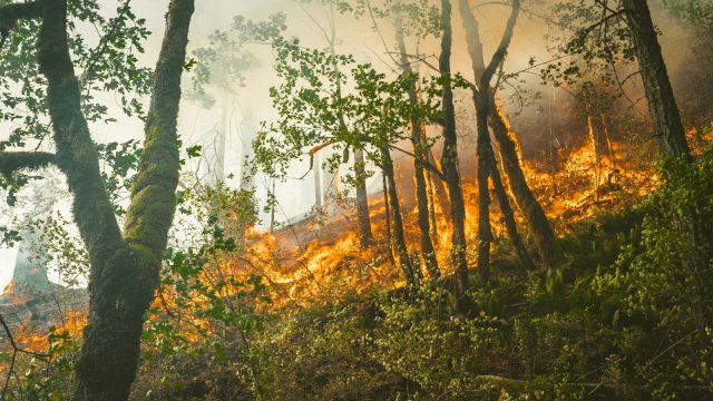 Ilustrasi kawasan hutan dan risiko kebakaran untuk artikel penegakan hukum karhutla